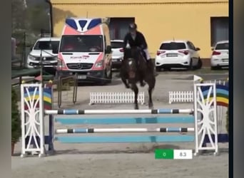 Oostenrijks warmbloed, Merrie, 9 Jaar, Donkerbruin