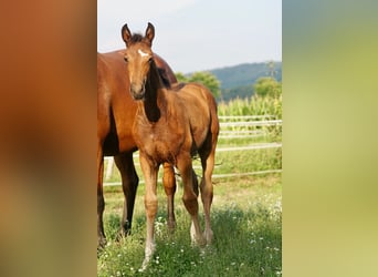 Oostenrijks warmbloed, Merrie, Veulen (05/2025), 167 cm, Bruin