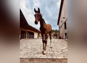 Oostenrijks warmbloed, Merrie, Veulen (04/2026), 168 cm, Bruin