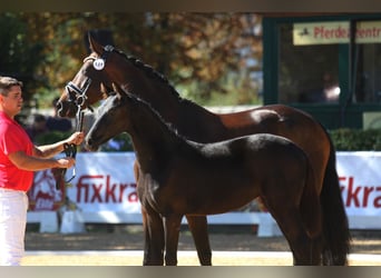 Oostenrijks warmbloed, Merrie, Veulen (04/2025), 168 cm, Zwart