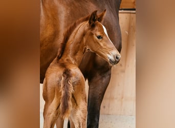 Oostenrijks warmbloed, Merrie, veulen (06/2024), 169 cm, Vos