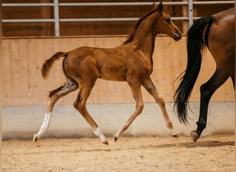 Oostenrijks warmbloed, Merrie, veulen (06/2024), 169 cm, Vos