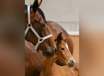 Oostenrijks warmbloed, Merrie, veulen (06/2024), 169 cm, Vos