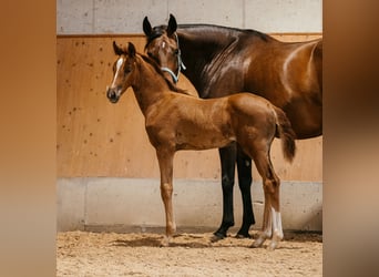 Oostenrijks warmbloed, Merrie, veulen (06/2024), 169 cm, Vos