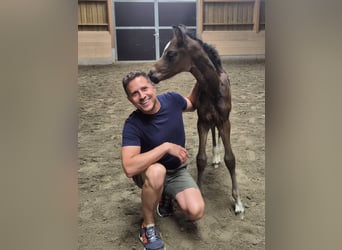 Oostenrijks warmbloed, Merrie, Veulen (07/2026), 170 cm, Bruin