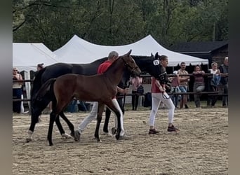 Oostenrijks warmbloed, Merrie, Veulen (05/2026), 170 cm, Bruin
