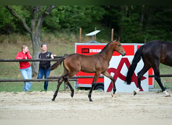 Oostenrijks warmbloed, Merrie, Veulen (05/2026), 170 cm, Bruin