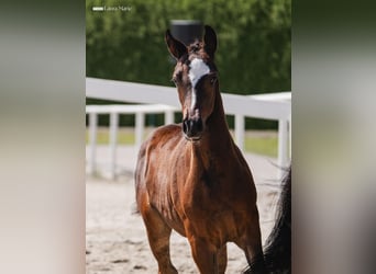 Oostenrijks warmbloed, Merrie, Veulen (06/2026), 170 cm, Bruin