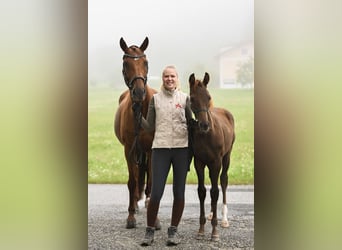 Oostenrijks warmbloed, Merrie, Veulen (03/2025), 170 cm, Donkere-vos