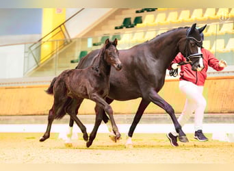 Oostenrijks warmbloed, Merrie, Veulen (02/2026), 170 cm, Zwart