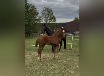 Oostenrijks warmbloed, Merrie, Veulen (03/2026), 171 cm, Vos