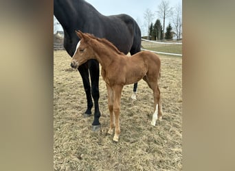 Oostenrijks warmbloed, Merrie, Veulen (03/2026), 171 cm, Vos