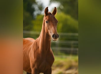 Oostenrijks warmbloed, Merrie, Veulen (03/2025), 172 cm, Donkere-vos