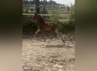 Oostenrijks warmbloed, Merrie, veulen (05/2024), 173 cm, Brauner