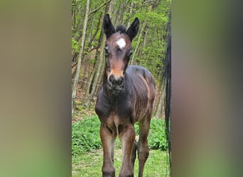 Oostenrijks warmbloed, Merrie, veulen (04/2024), 180 cm, Zwartbruin