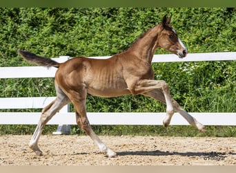 Oostenrijks warmbloed, Merrie, veulen (04/2024), Brauner