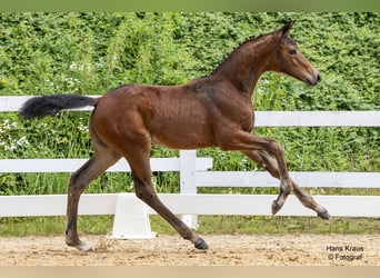 Oostenrijks warmbloed, Merrie, veulen (04/2024), Brauner