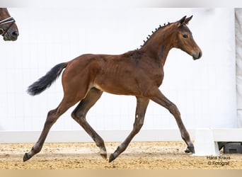 Oostenrijks warmbloed, Merrie, veulen (04/2024), Brauner