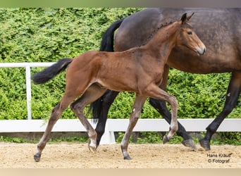 Oostenrijks warmbloed, Merrie, veulen (04/2024), Brauner