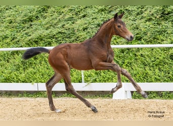 Oostenrijks warmbloed, Merrie, veulen (04/2024), Brauner