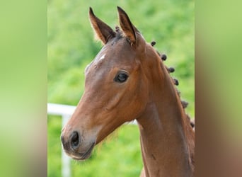 Oostenrijks warmbloed, Merrie, veulen (03/2024), Brauner