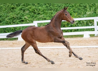 Oostenrijks warmbloed, Merrie, veulen (03/2024), Brauner