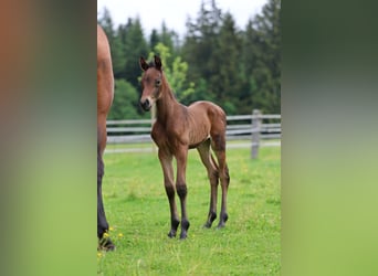 Oostenrijks warmbloed, Merrie, veulen (05/2024), Bruin