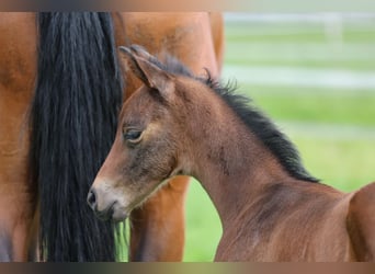 Oostenrijks warmbloed, Merrie, veulen (05/2024), Bruin