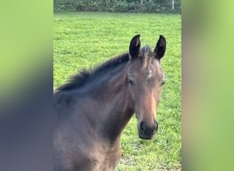 Oostenrijks warmbloed, Merrie, Veulen (05/2025), Donkerbruin