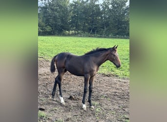 Oostenrijks warmbloed, Merrie, Veulen (05/2025), Donkerbruin