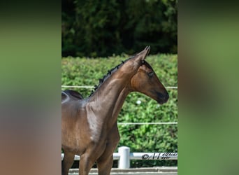 Oostenrijks warmbloed, Merrie, Veulen (04/2026), Donkerbruin