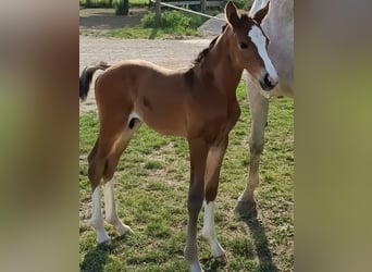 Oostenrijks warmbloed, Merrie, Veulen (06/2026), Donkere-vos