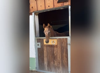 Oostenrijks warmbloed, Merrie, Veulen (05/2025), Donkere-vos