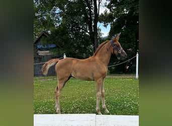 Oostenrijks warmbloed, Merrie, Veulen (05/2025), Donkere-vos