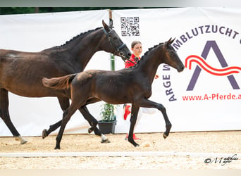 Oostenrijks warmbloed, Merrie, Veulen (02/2026)