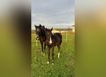Oostenrijks warmbloed, Merrie, veulen (06/2023)