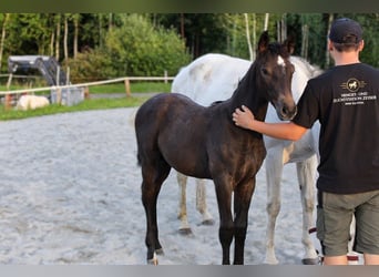 Oostenrijks warmbloed, Merrie, Veulen (06/2026), kan schimmel zijn