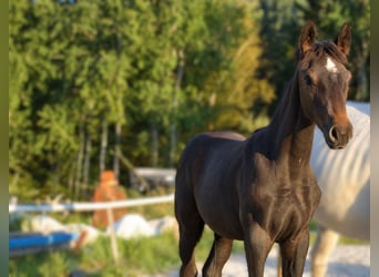 Oostenrijks warmbloed, Merrie, Veulen (06/2026), kan schimmel zijn