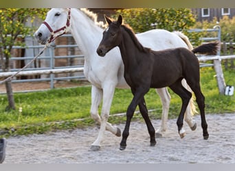 Oostenrijks warmbloed, Merrie, Veulen (06/2026), kan schimmel zijn