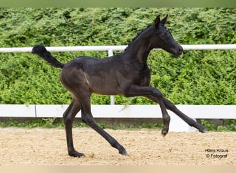 Oostenrijks warmbloed, Merrie, veulen (06/2024), Zwart