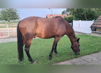 Oostenrijks warmbloed, Ruin, 10 Jaar, 163 cm, Donkerbruin