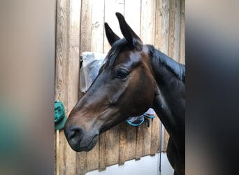 Oostenrijks warmbloed, Ruin, 10 Jaar, 168 cm, Donkerbruin