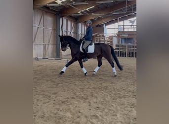 Oostenrijks warmbloed, Ruin, 10 Jaar, 172 cm, Donkerbruin