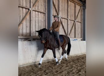 Oostenrijks warmbloed, Ruin, 10 Jaar, 172 cm, Donkerbruin