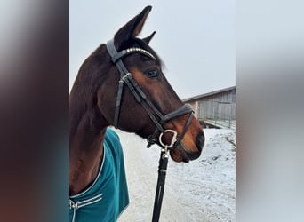 Oostenrijks warmbloed, Ruin, 10 Jaar, 172 cm, Donkerbruin