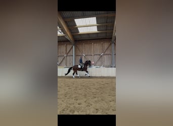 Oostenrijks warmbloed, Ruin, 10 Jaar, 172 cm, Donkerbruin