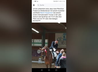 Oostenrijks warmbloed, Ruin, 10 Jaar, 173 cm, Donkere-vos