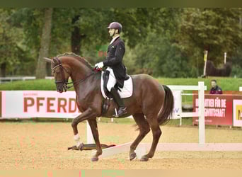 Oostenrijks warmbloed, Ruin, 10 Jaar, 173 cm, Donkere-vos