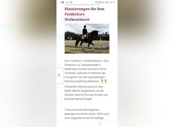 Oostenrijks warmbloed, Ruin, 10 Jaar, 173 cm, Donkere-vos