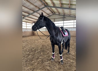 Oostenrijks warmbloed, Ruin, 10 Jaar, 178 cm, Zwart